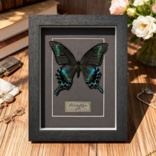 ��G��������˱���Ʒ�Y��[���b�����Ů�����նY�������