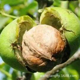 辽核一号核桃苗8518嫁接苗特大薄皮核桃树苗南北方四季种植果树苗