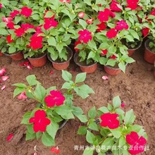 �����P�ɱ��� ���l�����P�ɻ������� �޸��ݻ����ܹ��̈@�ֹ���