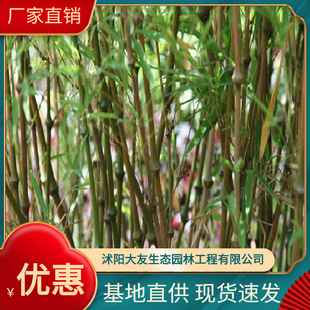 Base Wholesale, Self-Produced and Sold Bamboo Seedlings, Scenic Spot Landscaping, Road Garden Engineering Greening Seedlings