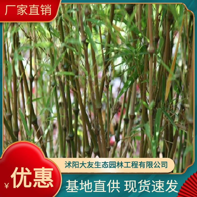 Базовая оптовая продажа собственного производства и собственной продажи Qiongzhu Miao живописное место ландшафтный дизайн дорога садовая техника озеленение саженцев