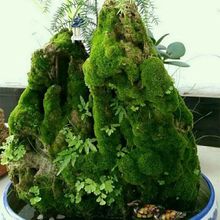 ��ˮʯ��ˮʯ̦�\�����ӷ��辰��ֲ̦�ﻨ���b�΢���^�c�Y���B