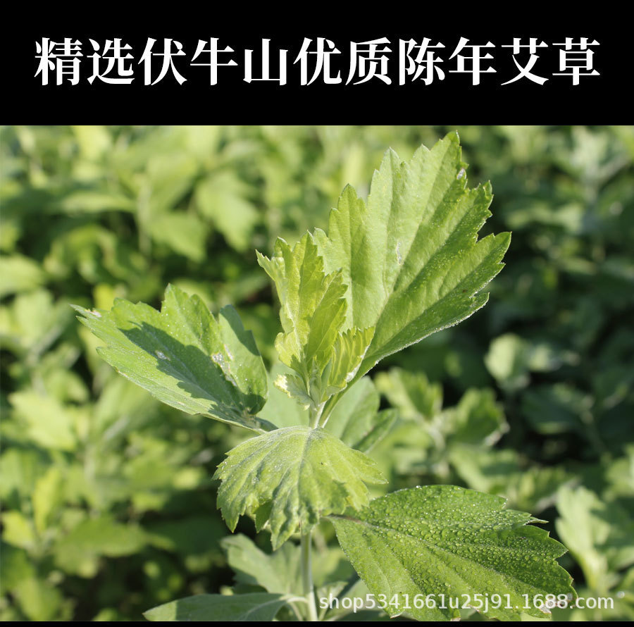 Mugwort Leaf Refill Pack for Electric Heat Eye Mask Ai Ye 20g Warm Compress Insert specifications