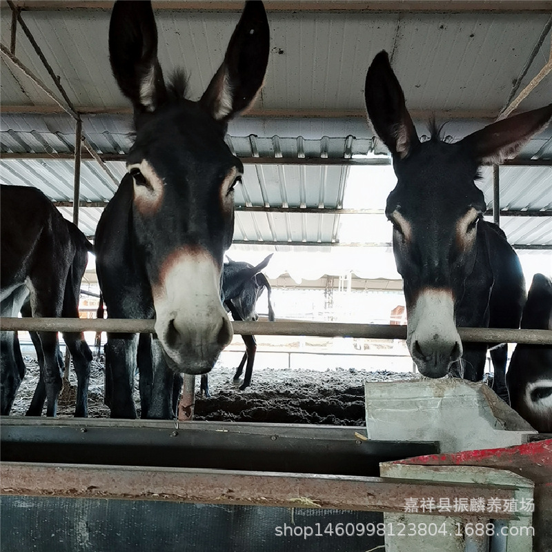 肉驴小驴苗驴苗 德州驴改良肉驴 一头毛驴的养殖利润多少