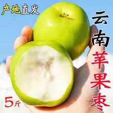 云南西双版纳苹果枣非牛奶枣脆甜爆汁应季水果孕妇冬枣产地直发