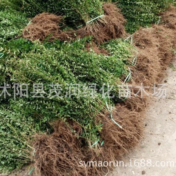 Зеленые саженцы, листочки, саженцы Ligustrum lucidum, саженцы живой изгороди высотой 70-80 см, различные характеристики, устойчивые к обрезке вечнозеленые зеленые растения