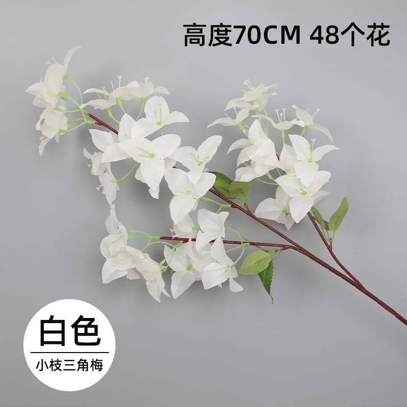 작은 부겐빌레아 - 화이트