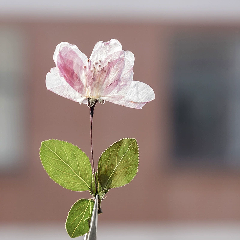 Цветок бегонии сушеный цветок образец растения с тиснением DIY гель ручной работы капельный Чехол для мобильного телефона ароматерапевтическая свеча воск с тиснением цветочный материал