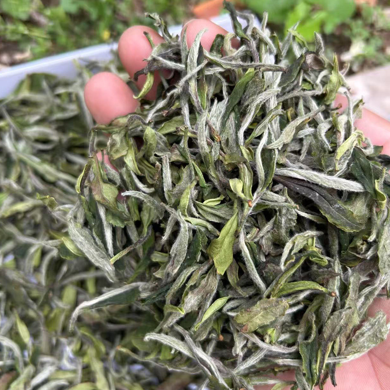 2025 White Peony White Tea 500g Sun-Dried Pre-Qingming Spring Tea Fuding Loose Tea Wholesale High Mountain First Harvest