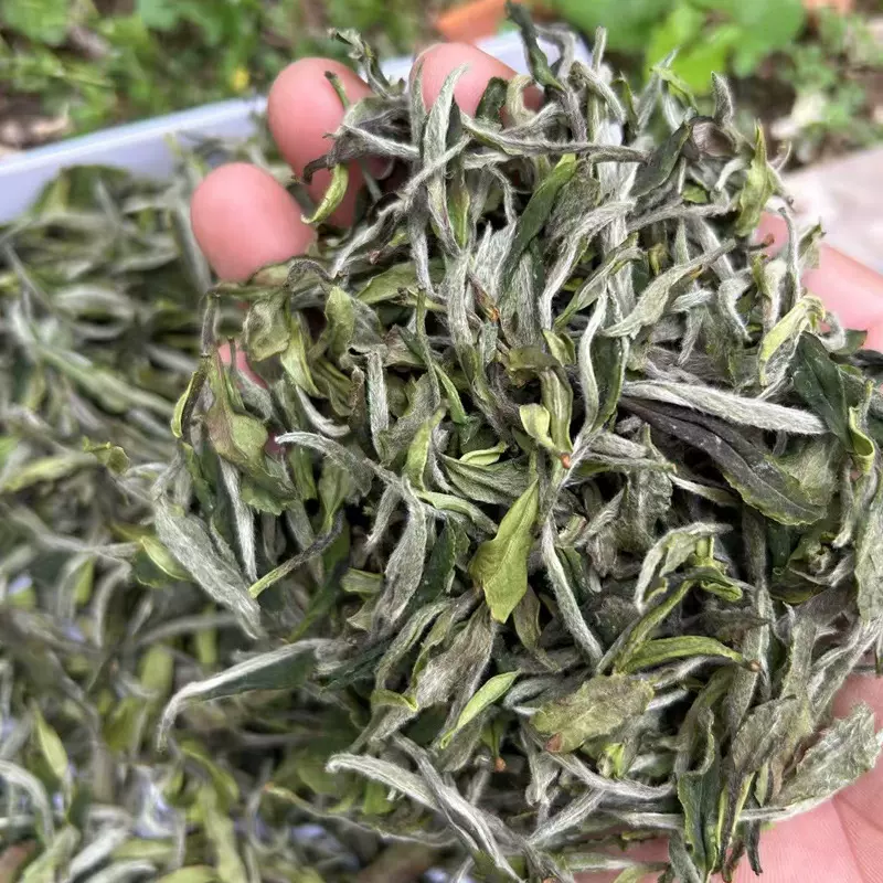 2025白牡丹白茶茶叶500g日晒明前春茶福鼎散装散茶批发高山头采