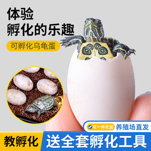 Internet Celebrity Miao Children's Day Gift Small Set Turtle Eggs Can Hatch Tortoise Live Animals Pet Turtle Eggs Fertilized