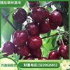 Cherry Tree New varieties Precocious grafting Early cherry Peach North and South plant Cherry