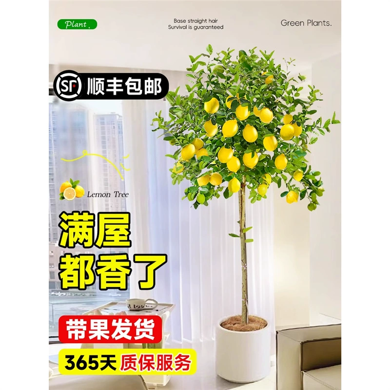 Парфюмерное лимонное дерево в горшке с фруктами, большое комнатное растение для гостиной, балкона, легко ухаживать в любое время года, удаляет формальдегид.