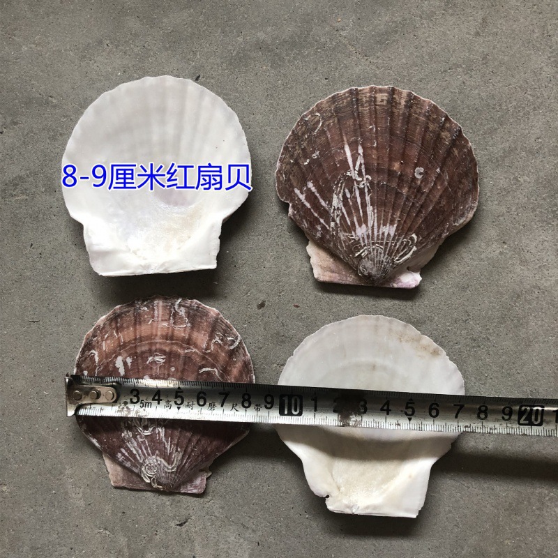 8— 9cm 붉은 가리비(BBQ용)