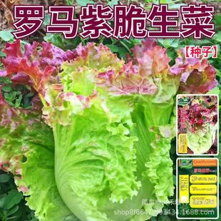 �_�R�ϴ����˷N���͟Ό���ļ����_�R�������r�������߲˷N�Ӵ�ȫ