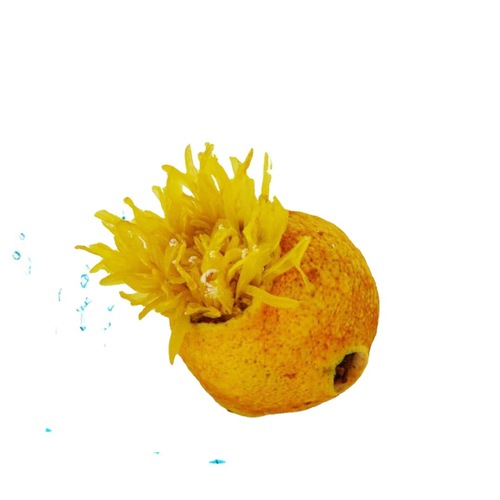 Heng Yun Lemon Chrysanthemum Tea, Xiao Meng Ju Red Tea, Golden Silk Chrysanthemum, Ancient Tree Yunnan Black Tea with Lemon Slices - Wholesale Famous Tea