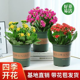 盆栽;灌木;种子