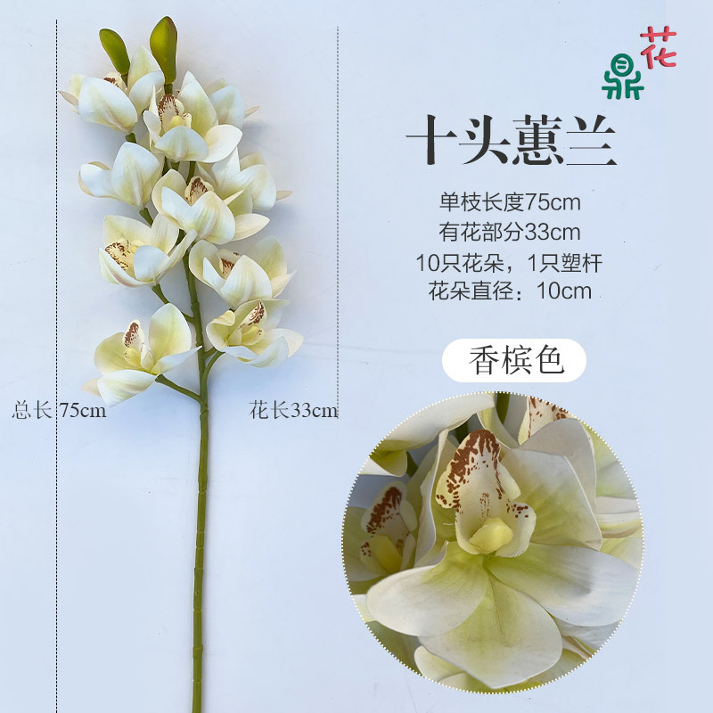 심비듐 샴페인 10 개