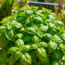 ���S���Sժ���_���������r��ʳ�þŌ����𲻓Q���~ֲ����ú��B