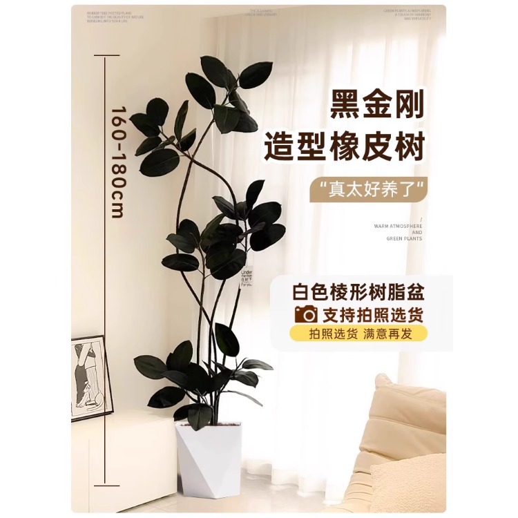 [하이폴부동가지] 고무나무모양-1.6- 1.8m -백색각수지화분-트레이포함