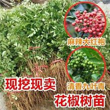 花椒树食用盆栽盆栽地栽南北种植花椒苗四川麻椒青花椒苗