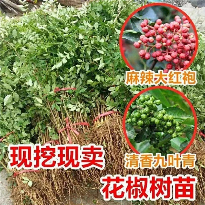 花椒树食用盆栽盆栽地栽南北种植花椒苗四川麻椒青花椒苗