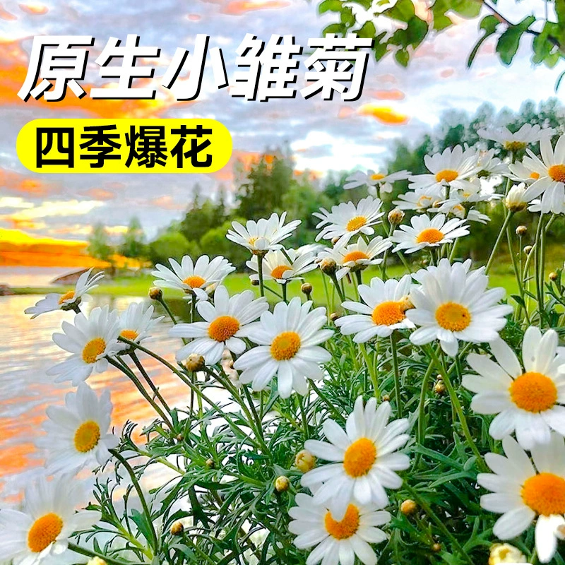 Маленькие семена цветов ромашки, семена цветов ромашки, комнатные и уличные цветочные горшечные растения на балконе, посев и цветение в любое время года.