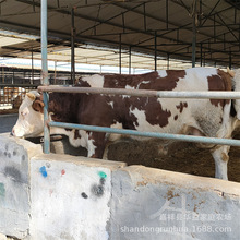 甘肃天水西门塔尔牛养殖场/西门塔尔牛牛犊育肥效益/肉牛养殖