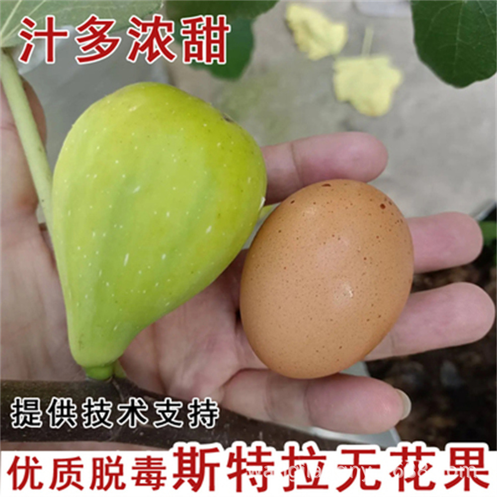 新疆早黄无花果树苗早熟抗寒糖心无花果南北方种植当年结果果树苗