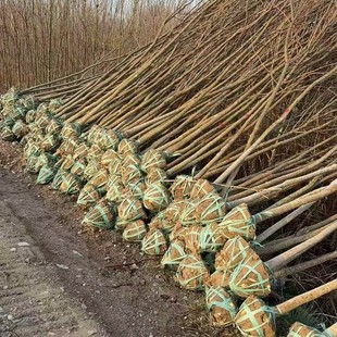 Afforestation Seedlings, Soapberry, Jiangxi Soapberry, Jiujiang Soapberry Seedlings, High-Quality Soapberry