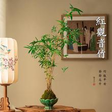 �t��t�^����̦����̦�\��ˮ�������҃�ֲ�����������辰�͏d�Gֲ