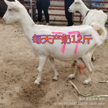 奶山羊活羊养殖场奶山羊行情萨福克好养殖吗萨能奶山羊怀孕母羊