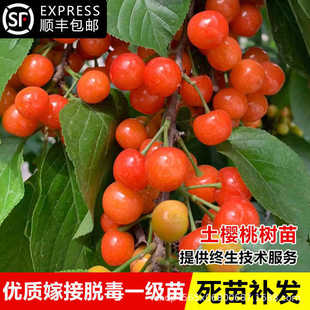 �����Ĵ��t������܇���Ӯ���Y���޽��簫���t�������ṩ�Nֲ���g