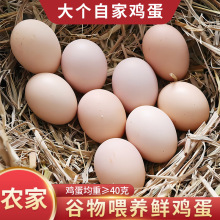 无抗玉米黄绿壳乌鸡蛋420枚鸡蛋谷物蛋散养鲜鸡蛋老家现捡鸡蛋