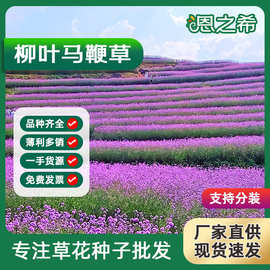 柳叶马鞭草种子多年生宿根花籽乡村旅游庭院农庄花海景观绿化种籽