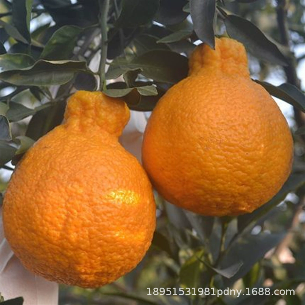 Сычуаньская прививка уродливых саженцев цитрусовых оптом также известна как итоги года