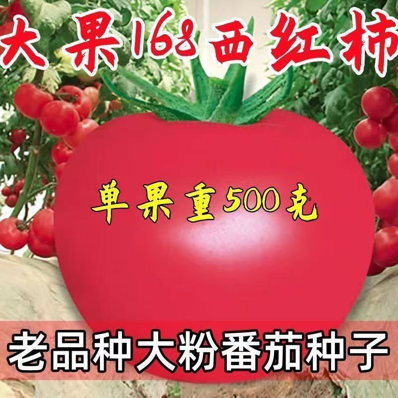 Gran fruta 168 semillas de tomate gran fruta tomate extra grande súper dulce norte-sur vieja variedad gran semilla de tomate