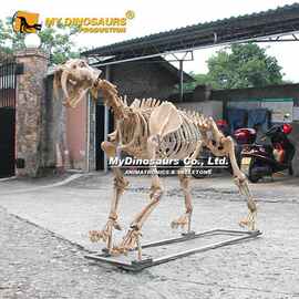 主题公园户外陈设博物馆标本展览剑齿虎模型 拼装动物化石
