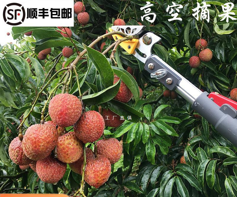 摘果神器高枝剪修枝剪伸缩摘果剪摘龙眼柿子剪刀高空摘水果采摘器