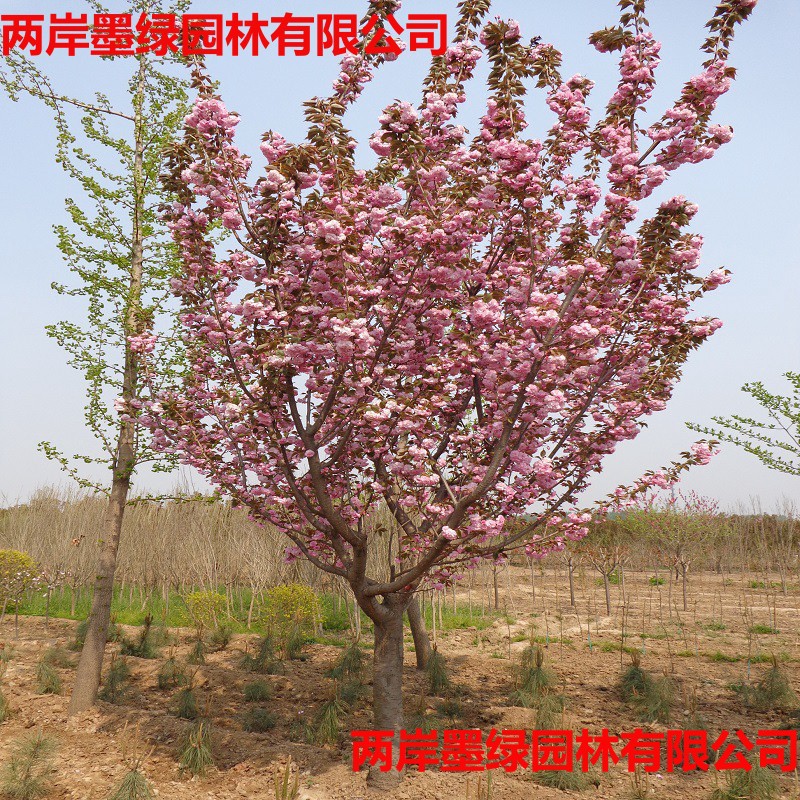 供应樱花 泰安日本晚_主图05