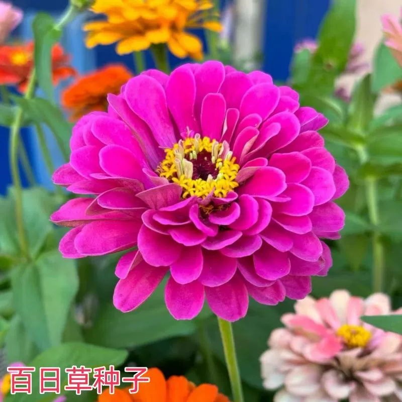 Семена цветов зиннии с двойными цветками, семена зиннии для всех сезонов, комнатные и уличные горшечные растения, легко выращиваемые для ленивых, семена цветов