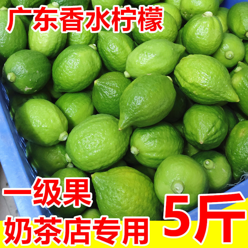Perfume Lemon from Guangdong Jiangmen, Freshly Picked Lime, Seedless, Large Fruit, First-Grade Fruit, Fragrant Thin-Skinned, Suitable for Milk Tea Shops Perfume Lemon from Guangdong Jiangmen, Freshly Picked Lime, Seedless, Large Fruit, First-Grade Fruit, Fragrant Thin-Skinned, Suitable for Milk Tea Shops