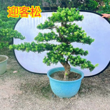 精品雀舌罗汉松盆景老桩造型大小盆栽 绿植庭院阳台金钻迎客松