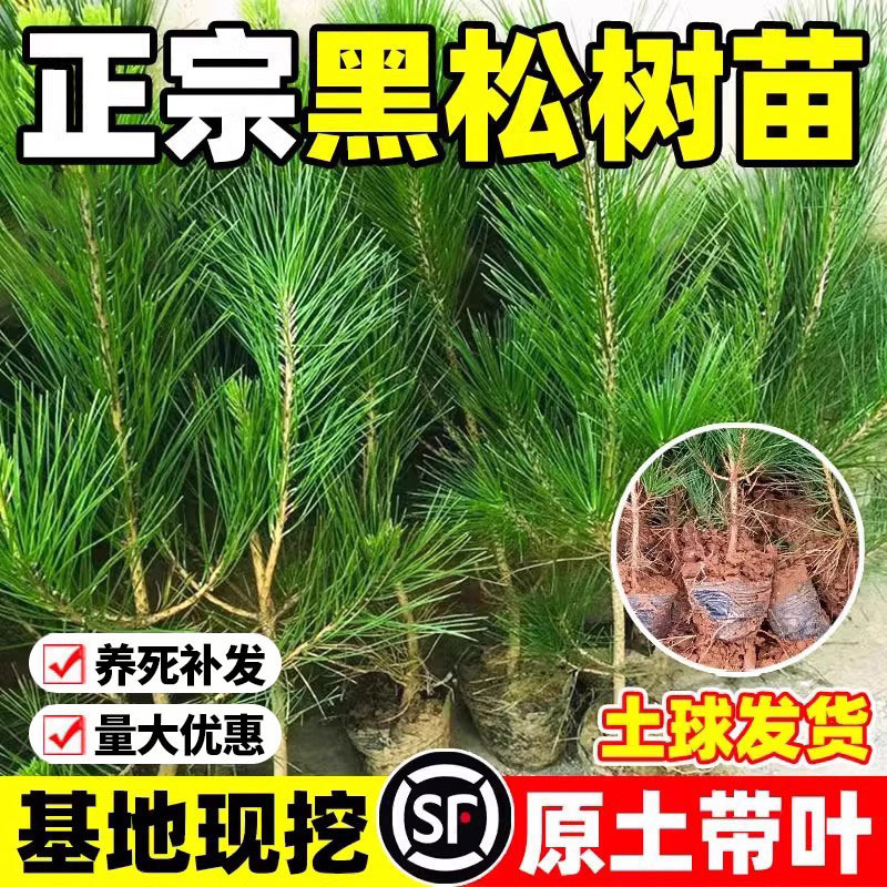 黑松树苗黑松苗雪松白皮松苗庭院园林工程绿化风景四季常青树苗