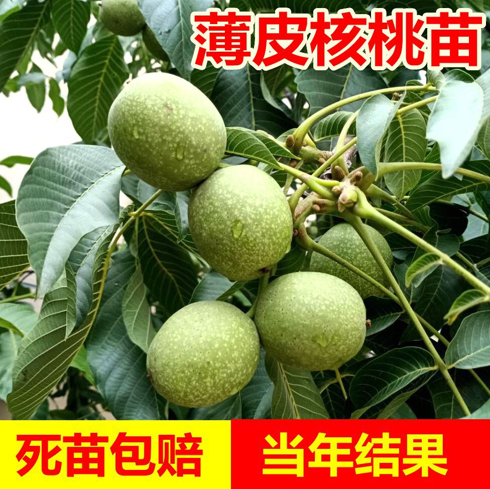 核桃苗嫁接核桃树苗新品种薄皮盆地栽当年接果南北方文玩果树果苗|ru