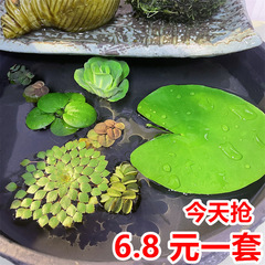 一葉蓮水槽、水生栽培水草、本物の草造園、酸素化沈木、水質浄化、水面、蓮、水草