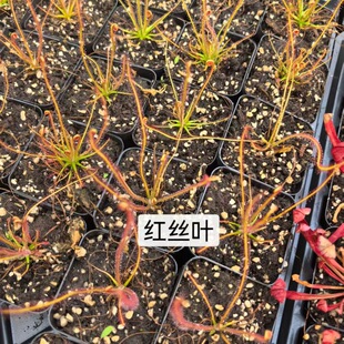 �t�z�~é��������������ԾG�z�~é������ʳ�˻���ò�ճ�x����