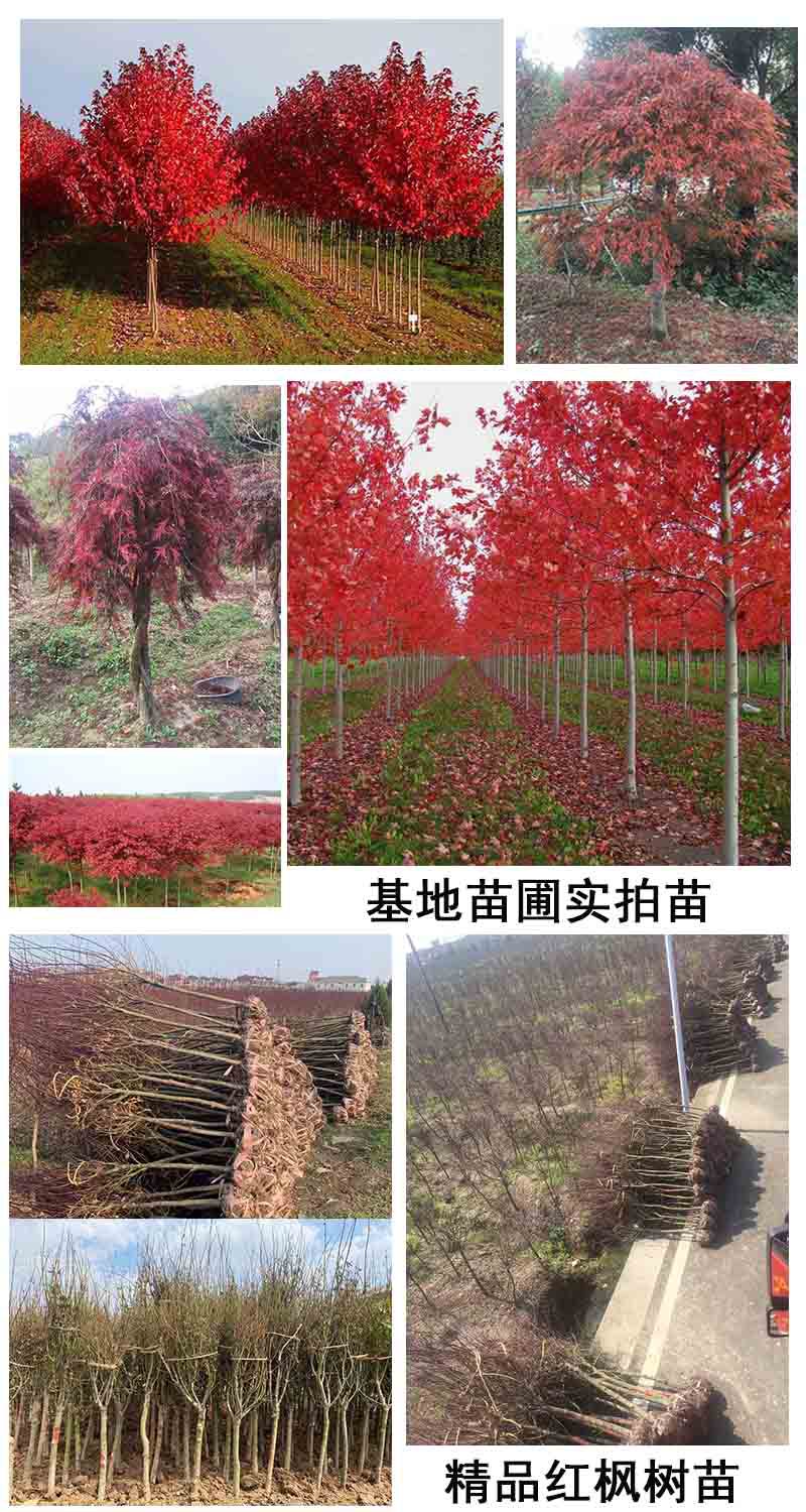 红枫树苗日本红枫红舞姬中国红枫庭院别墅道路绿化美国红四季盆栽-阿里巴巴