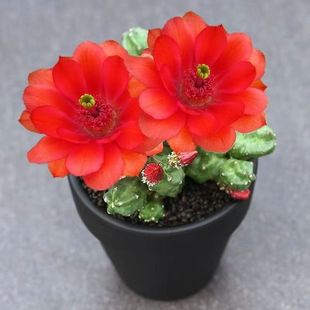 ��̫�� �_��Ư���������ĳ��¹�����ٶ���ֲ���҃ȽM�����Ի���