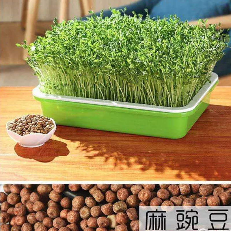 Саженцы конопляного гороха, выращенные на ферме, высаживаются в любое время года, а семена овощей, посаженные в горшки на балконе во дворе, свежие и хрустящие.